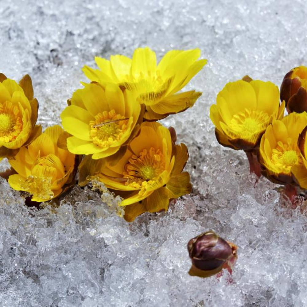 冰凌花破雪绽放迎春来