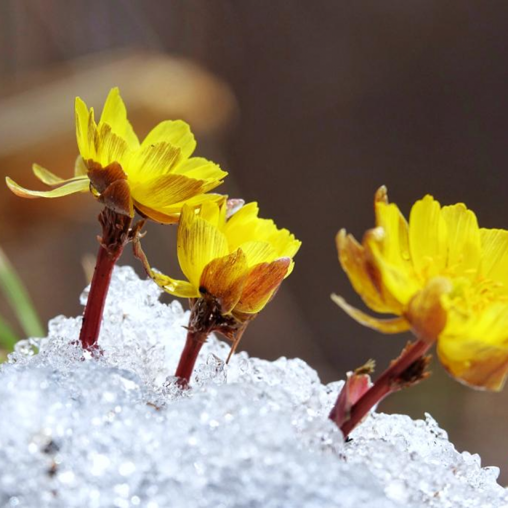冰凌花破雪绽放迎春来