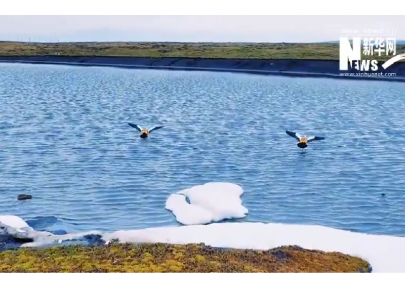 新疆特克斯：草原春日 雪地野鸭比翼飞 