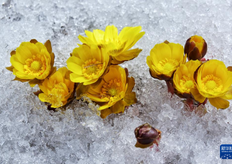 冰凌花破雪绽放迎春来