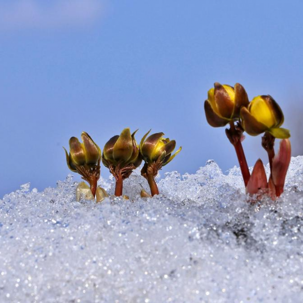 冰凌花破雪绽放迎春来