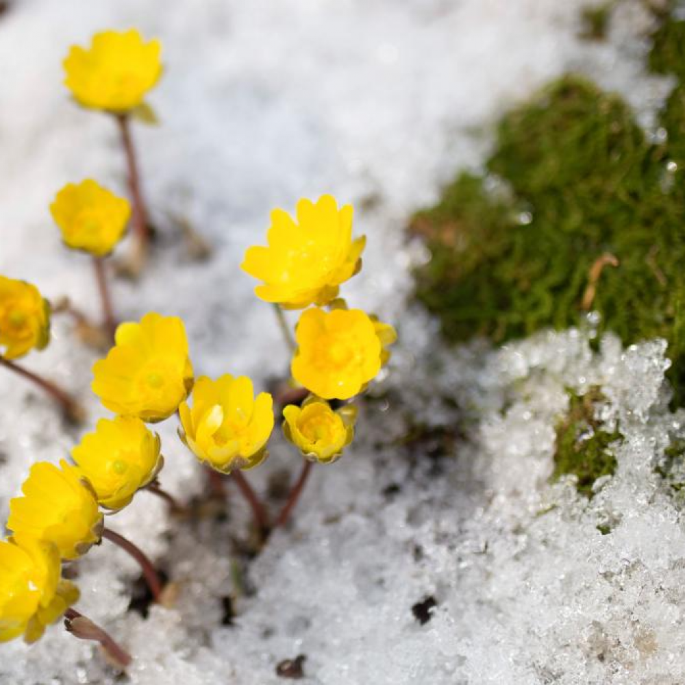 冰凌花破雪绽放迎春来